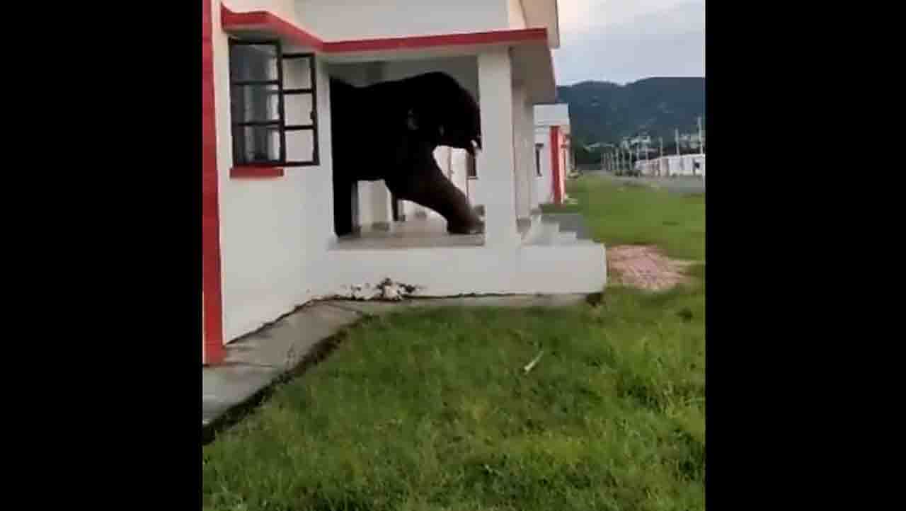 Viral Video : ಅಪ್ಪಣೆ ಬೇಡ, ಆಮಂತ್ರಣ ಬೇಡ, ಹೀಗೆ ಹೊಕ್ಕುಬಿಡುವುದೆ ನೀನು? Viral Video : ಅಪ್ಪಣೆ ಬೇಡ, ಆಮಂತ್ರಣ ಬೇಡ, ಹೀಗೆ ಹೊಕ್ಕುಬಿಡುವುದೆ ನೀನು?