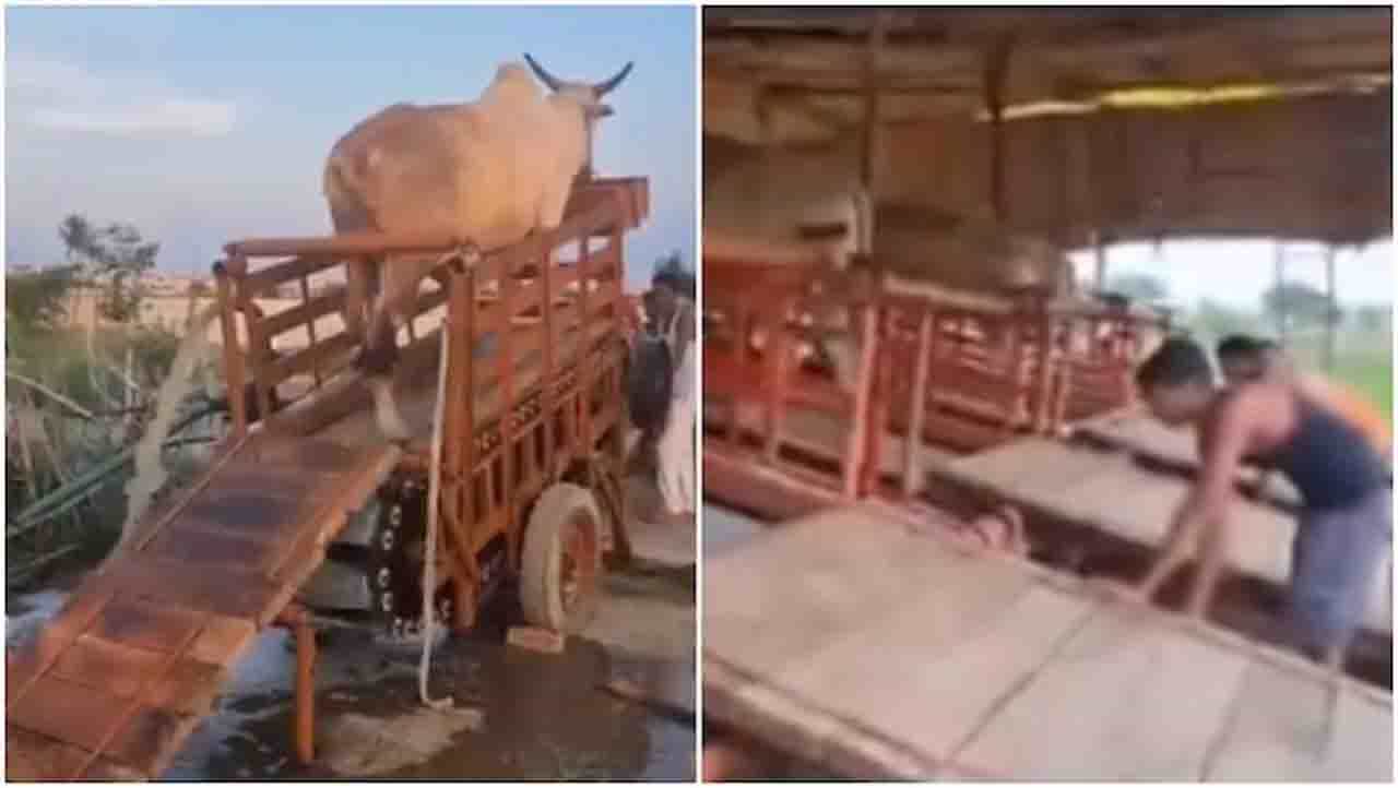 Viral Video : ‘ನಮ್ಮ ಗ್ರಾಮಭಾರತದ ಅವಸ್ಥೆ’ ವಿದ್ಯುತ್ ಬದಲಾಗಿ ಎತ್ತುಗಳ ಬಳಕೆ Viral Video : ‘ನಮ್ಮ ಗ್ರಾಮಭಾರತದ ಅವಸ್ಥೆ’ ವಿದ್ಯುತ್ ಬದಲಾಗಿ ಎತ್ತುಗಳ ಬಳಕೆ