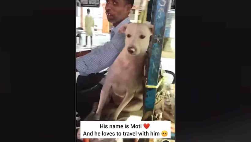 Viral Video : ಹೇಗಿದೆ ನಮ್ಮ ಜೋಡಿ? ಆಟೋವಾಲಾನೊಂದಿಗೆ ನಿತ್ಯವೂ ಪ್ರಯಾಣಿಸುವ ಈ ಬೀದಿನಾಯಿ