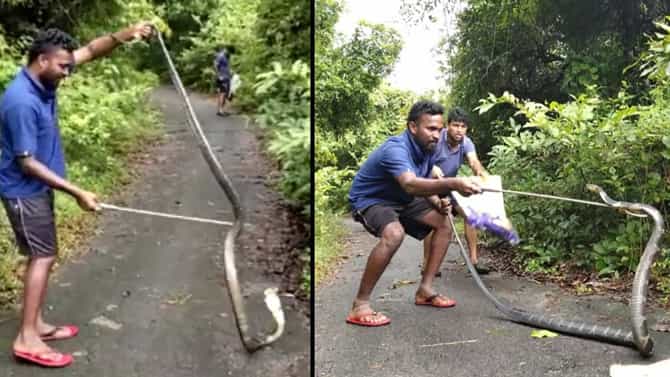 ಆಹಾರ ಅರಸಿ ಜನವಸತಿ ಪ್ರದೇಶಕ್ಕೆ ನುಗ್ಗಿದ ಬೃಹತ್ ಕಾಳಿಂಗ ಸರ್ಪ: ಗ್ರಾಮಸ್ಥರಲ್ಲಿ ಆತಂಕ