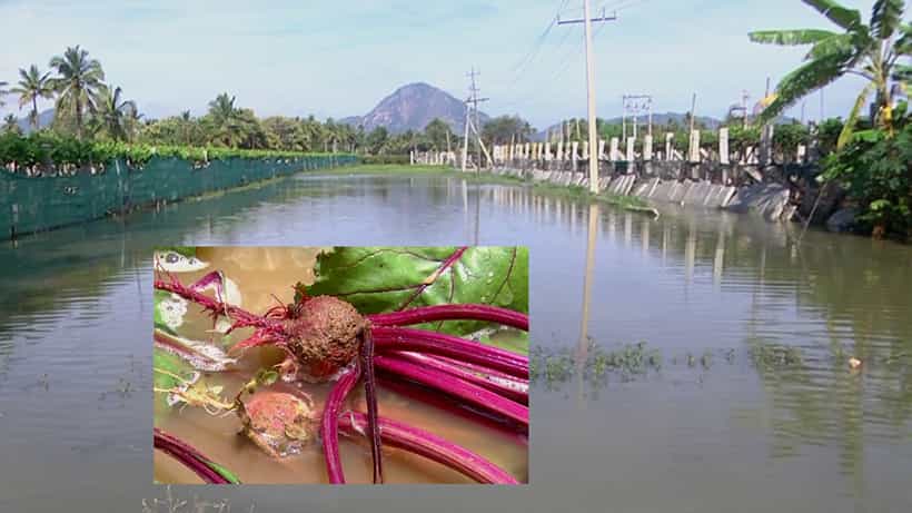 ನೀರಾವರಿ ಇಂಜಿನಿಯರುಗಳ ವೈಫಲ್ಯ! ಚಿಕ್ಕಬಳ್ಳಾಪುರದಲ್ಲಿ ನೂರಾರು ಹೆಕ್ಟೇರ್ ದ್ರಾಕ್ಷಿ ಹೂ ರೇಷ್ಮೆ ತರಕಾರಿ ಬೆಳೆಗಳು ಜಲಾವೃತ, ರೈತನಿಗೆ ಕಣ್ಣೀರು ಚಕ್ರತೀರ್ಥ