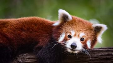 International Red Panda Day 2022: ಅಳಿವಿನಂಚಿನಲ್ಲಿರುವ ಕೆಂಪು ಪಾಂಡಾ ಪ್ರಭೇದ ಬಗ್ಗೆ ತಿಳಿದುಕೊಳ್ಳಬೇಕಾದ ಕುತೂಹಲಕಾರಿ ಸಂಗತಿಗಳು