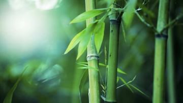 World Bamboo Day 2022: ವಿಶ್ವ ಬಿದಿರು ದಿನ 2022: ಬಿದಿರು ಉದ್ಯಮದ ಜಾಗೃತಿ ಮೂಡಿಸುವುದೇ ಈ ದಿನ ವಿಶೇಷ