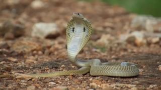 ಆಪರೇಷನ್ ಕಮಲ ಆರೋಪ: ಶಾಸಕ-ಸ್ವಾಮೀಜಿ ಆಡಿಯೋ ಲೀಕ್, ಬಿಎಲ್ ಸಂತೋಷ್ ಹೆಸರು ಪ್ರಸ್ತಾಪ