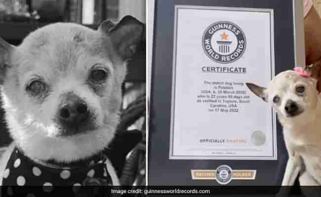 Worlds Oldest Dog: ವಿಶ್ವದ ಅತ್ಯಂತ ಹಿರಿಯ ಶ್ವಾನ ಇನ್ನಿಲ್ಲ, Rip....