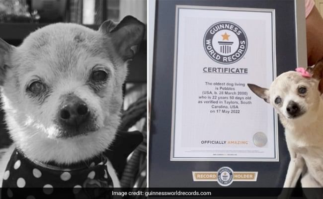 World's Oldest Dog: ವಿಶ್ವದ ಅತ್ಯಂತ ಹಿರಿಯ ಶ್ವಾನ ಇನ್ನಿಲ್ಲ, Rip....