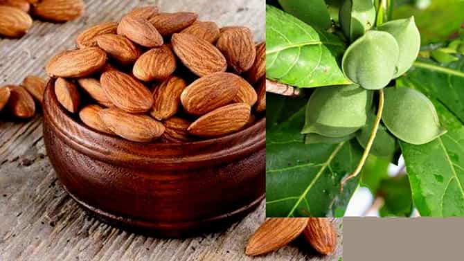 Almonds: ಬಾದಾಮಿ -ತೂಕ ಇಳಿಸುವ ಅತ್ಯುತ್ತಮ ಪದಾರ್ಥ ಎಂದು ಸಾಬೀತುಪಡಿಸುವುದಕ್ಕೆ ಇಲ್ಲಿದೆ 5 ಕಾರಣಗಳು