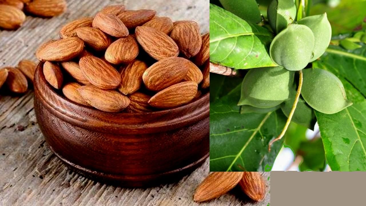 Almonds: ಬಾದಾಮಿ -ತೂಕ ಇಳಿಸುವ ಅತ್ಯುತ್ತಮ ಪದಾರ್ಥ ಎಂದು ಸಾಬೀತುಪಡಿಸುವುದಕ್ಕೆ ಇಲ್ಲಿದೆ 5 ಕಾರಣಗಳು