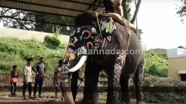 ಮೈಸೂರು ದಸರಾ 2022: ಜಂಬೂ ಸವಾರಿಯಲ್ಲಿ ಅಂಬಾರಿ ಹೊತ್ತು ನಡೆಯಲು ತಯಾರಾಗುತ್ತಿರುವ ಅಭಿಮನ್ಯುವನ್ನು ನೋಡಿದ್ದೀರಾ? ಮೈಸೂರು ದಸರಾ 2022: ಜಂಬೂ ಸವಾರಿಯಲ್ಲಿ ಅಂಬಾರಿ ಹೊತ್ತು ನಡೆಯಲು ತಯಾರಾಗುತ್ತಿರುವ ಅಭಿಮನ್ಯುವನ್ನು ನೋಡಿದ್ದೀರಾ?