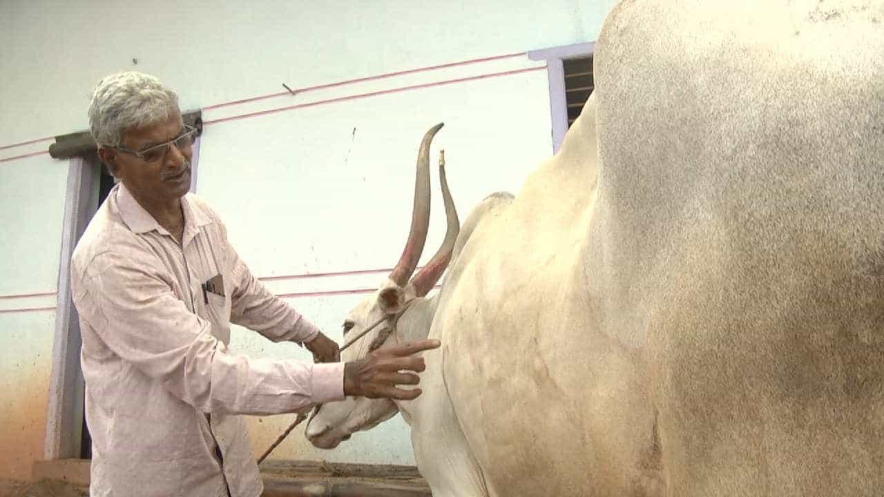 ಗದಗ ಜಿಲ್ಲೆಯಾದ್ಯಂತ ಉಲ್ಬಣಗೊಂಡ ಚರ್ಮ ಗಂಟು ರೋಗ, ಜಾನುವಾರಗಳ ಪಾಲಿಗೆ ಆಪತ್ಭಾಂದವರಾದ ನಿವೃತ ಪಶುವೈದ್ಯ ಗದಗ ಜಿಲ್ಲೆಯಾದ್ಯಂತ ಉಲ್ಬಣಗೊಂಡ ಚರ್ಮ ಗಂಟು ರೋಗ, ಜಾನುವಾರಗಳ ಪಾಲಿಗೆ ಆಪತ್ಭಾಂದವರಾದ ನಿವೃತ ಪಶುವೈದ್ಯ
