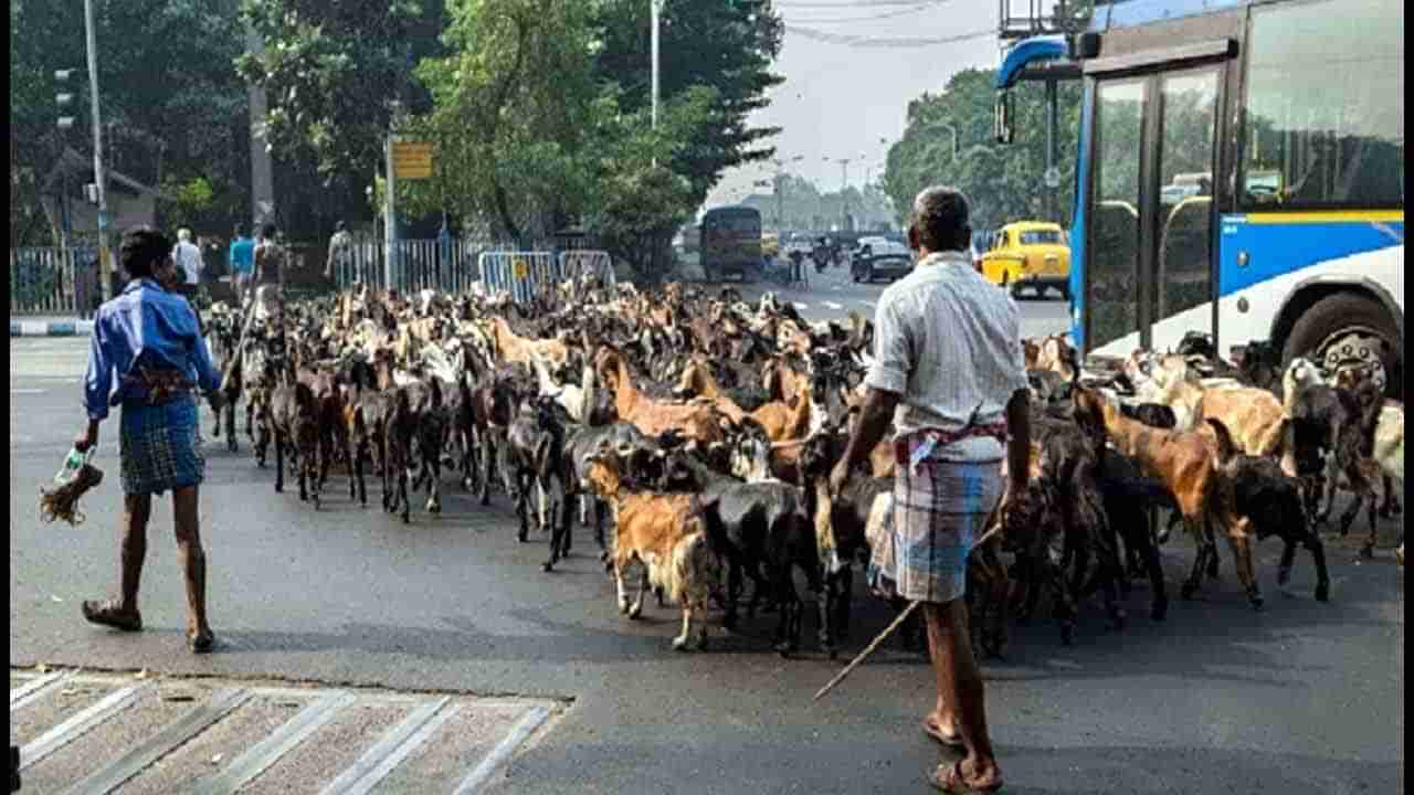 HALAL vs JATKA: ದಸರಾ ಸಂಭ್ರಮದಲ್ಲೂ ಸದ್ದು ಮಾಡುತ್ತಿದೆ ಹಲಾಲ್​ VS ಜಟ್ಕಾ ಕಟ್ ಅಭಿಯಾನ