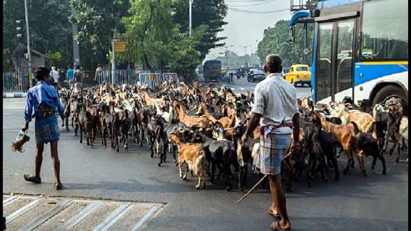 HALAL vs JATKA: ದಸರಾ ಸಂಭ್ರಮದಲ್ಲೂ ಸದ್ದು ಮಾಡುತ್ತಿದೆ ಹಲಾಲ್ VS ಜಟ್ಕಾ ಕಟ್ ಅಭಿಯಾನ