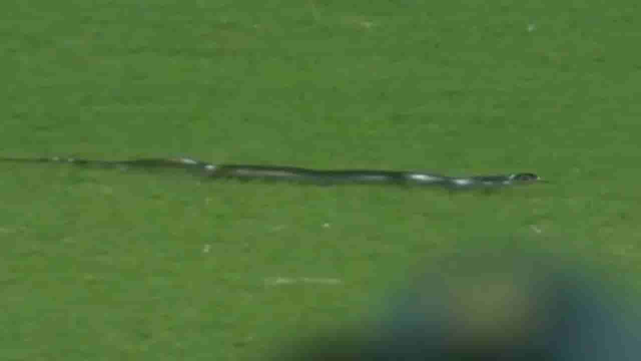IND Vs SA: ಭಾರತ- ಆಫ್ರಿಕಾ ಪಂದ್ಯದ ನಡುವೆ ಮೈದಾನಕ್ಕೆ ನುಗ್ಗಿದ ಹಾವು! ಕೆಲಕಾಲ ನಿಂತ ಪಂದ್ಯ; ವಿಡಿಯೋ ನೋಡಿ