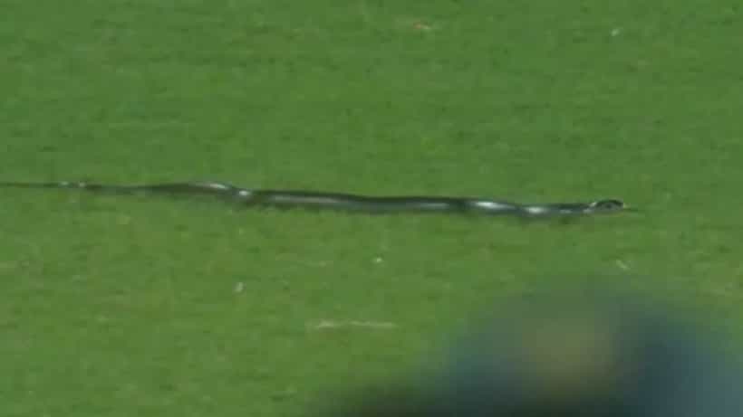 IND Vs SA: ಭಾರತ- ಆಫ್ರಿಕಾ ಪಂದ್ಯದ ನಡುವೆ ಮೈದಾನಕ್ಕೆ ನುಗ್ಗಿದ ಹಾವು! ಕೆಲಕಾಲ ನಿಂತ ಪಂದ್ಯ; ವಿಡಿಯೋ ನೋಡಿ