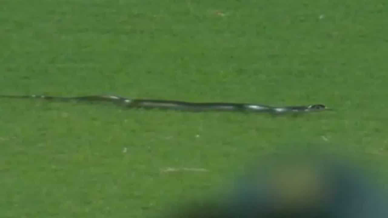IND Vs SA: ಭಾರತ- ಆಫ್ರಿಕಾ ಪಂದ್ಯದ ನಡುವೆ ಮೈದಾನಕ್ಕೆ ನುಗ್ಗಿದ ಹಾವು! ಕೆಲಕಾಲ ನಿಂತ ಪಂದ್ಯ; ವಿಡಿಯೋ ನೋಡಿ IND Vs SA: ಭಾರತ- ಆಫ್ರಿಕಾ ಪಂದ್ಯದ ನಡುವೆ ಮೈದಾನಕ್ಕೆ ನುಗ್ಗಿದ ಹಾವು! ಕೆಲಕಾಲ ನಿಂತ ಪಂದ್ಯ; ವಿಡಿಯೋ ನೋಡಿ