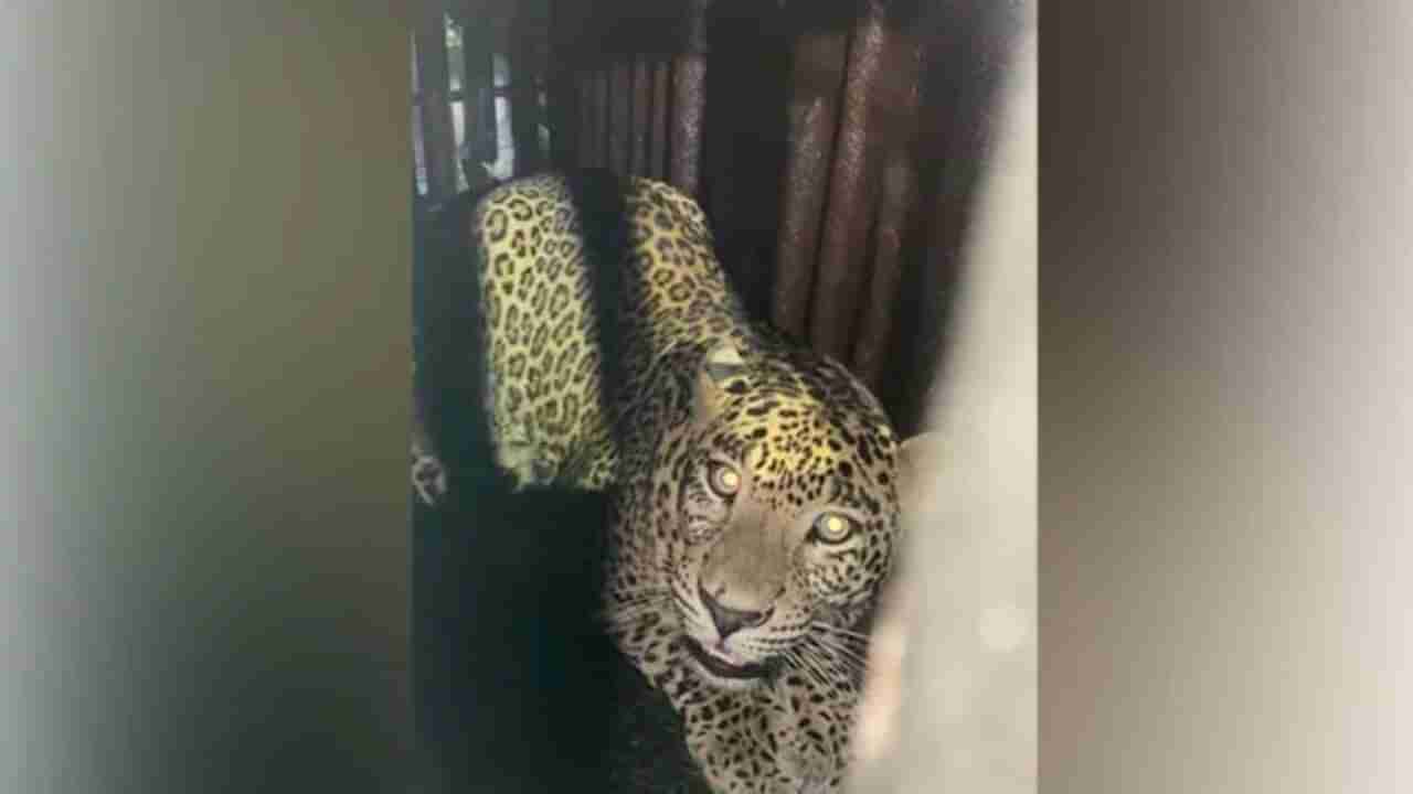 Leopard: ಅರಣ್ಯಾಧಿಕಾರಿಗಳ ಬೋನಿಗೆ ಬಿದ್ದ ಚಿರತೆ, 16 ತಿಂಗಳ ಮಗುವನ್ನು ಕೊಂದ ಇನ್ನೊಂದು ಚಿರತೆಗಾಗಿ ಶೋಧ