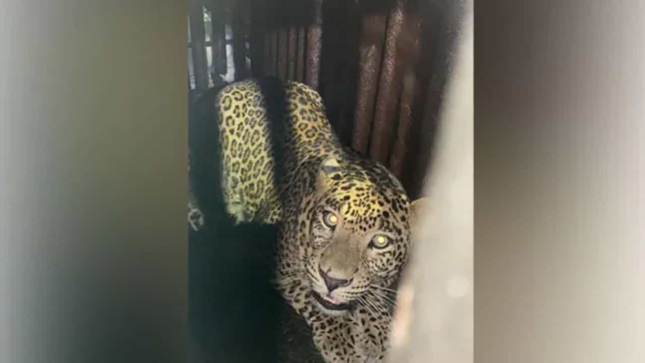Leopard: ಅರಣ್ಯಾಧಿಕಾರಿಗಳ ಬೋನಿಗೆ ಬಿದ್ದ ಚಿರತೆ, 16 ತಿಂಗಳ ಮಗುವನ್ನು ಕೊಂದ ಇನ್ನೊಂದು ಚಿರತೆಗಾಗಿ ಶೋಧ Leopard: ಅರಣ್ಯಾಧಿಕಾರಿಗಳ ಬೋನಿಗೆ ಬಿದ್ದ ಚಿರತೆ, 16 ತಿಂಗಳ ಮಗುವನ್ನು ಕೊಂದ ಇನ್ನೊಂದು ಚಿರತೆಗಾಗಿ ಶೋಧ