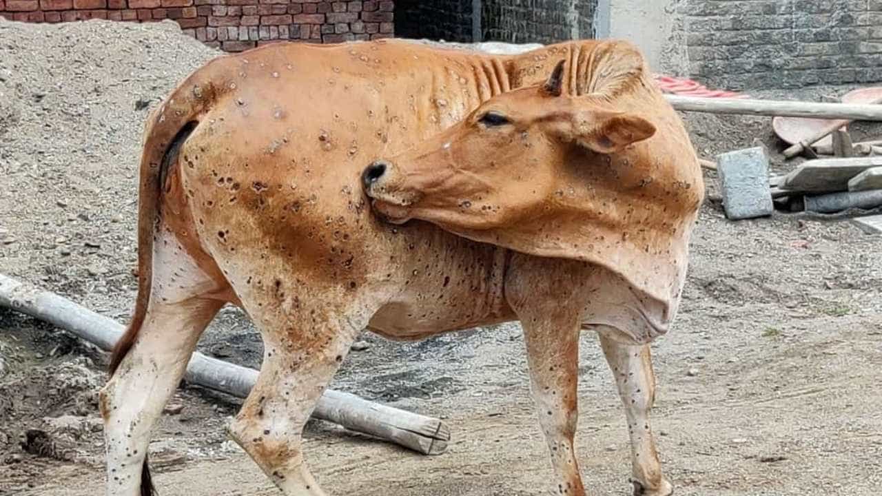 ಚರ್ಮಗಂಟು ರೋಗ ಆತಂಕ: ಕರ್ನಾಟಕದಾದ್ಯಂತ ಜಾನುವಾರು ಸಂತೆ, ಸಾಗಣೆ ನಿಷೇಧ ಚರ್ಮಗಂಟು ರೋಗ ಆತಂಕ: ಕರ್ನಾಟಕದಾದ್ಯಂತ ಜಾನುವಾರು ಸಂತೆ, ಸಾಗಣೆ ನಿಷೇಧ
