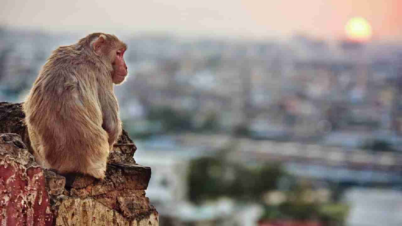 ಕೋತಿ ಕಾಟಕ್ಕೆ ಬೇಸತ್ತ ಜನರು..ಮನೆಯಿಂದ ಹೊರಬರಲು ಹಿಂದೇಟು!