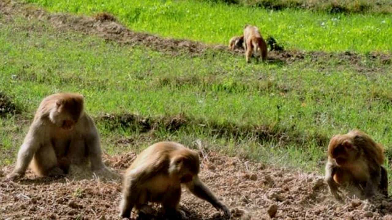 Monkey: ಈ ಗ್ರಾಮದಲ್ಲಿರುವ 32 ಎಕರೆ ಜಮೀನು ಪೂರ್ವಜರಿಗೇ ಮೀಸಲು! Monkey: ಈ ಗ್ರಾಮದಲ್ಲಿರುವ 32 ಎಕರೆ ಜಮೀನು ಪೂರ್ವಜರಿಗೇ ಮೀಸಲು!