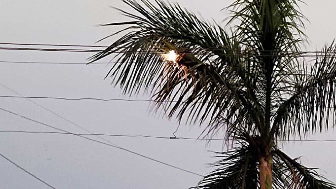 Pruning of Trees: ಮರಗಳು ವಿದ್ಯುತ್ ಲೈನ್ನಿಂದ ಎಷ್ಟು ಕೆಳಗಿರಬೇಕು? Pruning of Trees: ಮರಗಳು ವಿದ್ಯುತ್ ಲೈನ್ನಿಂದ ಎಷ್ಟು ಕೆಳಗಿರಬೇಕು?