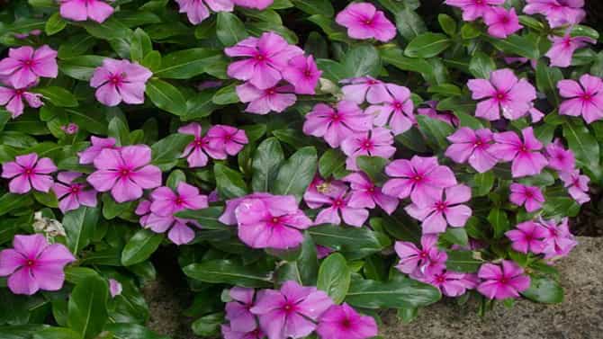 Madagascar Periwinkle: ಈ ಸಸ್ಯದ ಎಲೆಯನ್ನು ತಿಂದರೆ ಸಾಕು ಹಲವು ರೋಗಗಳು ನಿಮ್ಮಿಂದ ಓಡಿ ಹೋಗುತ್ತೆ