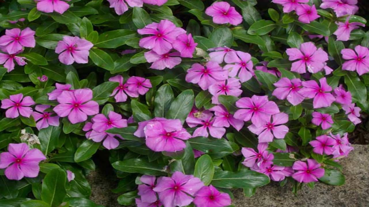 Madagascar Periwinkle: ಈ ಸಸ್ಯದ ಎಲೆಯನ್ನು ತಿಂದರೆ ಸಾಕು ಹಲವು ರೋಗಗಳು ನಿಮ್ಮಿಂದ ಓಡಿ ಹೋಗುತ್ತೆ