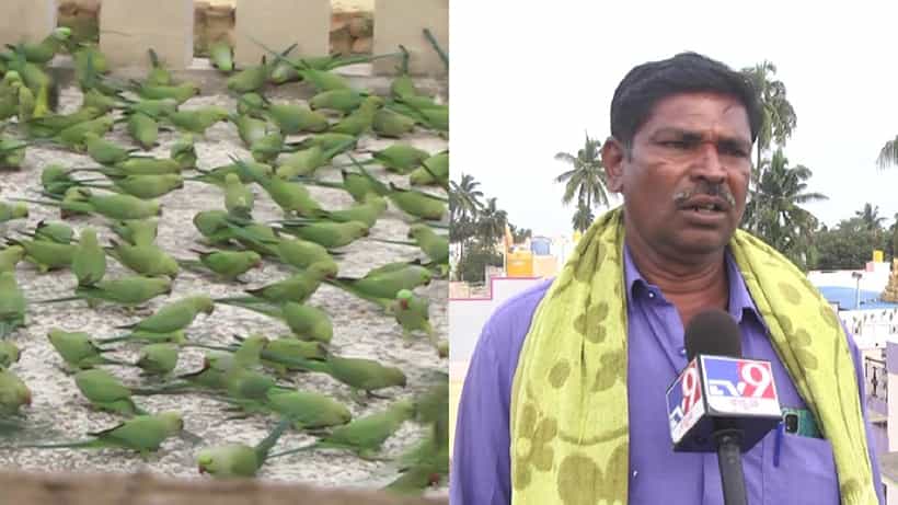 ಫಿಶ್ ಗೋಪಿಯ ಪ್ರೀತಿಗೆ ಮನಸೋತ ಗಿಣಿರಾಮ, ನಿತ್ಯ ಸಾವಿರಾರು ಗಿಣಿಗಳಿಗೆ ಎರಡೊತ್ತಿನ ಊಟ