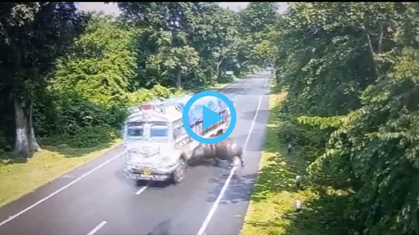 Viral Video: ವೇಗವಾಗಿ ಬಂದ ಟ್ರಕ್ಗೆ ಡಿಕ್ಕಿ ಹೊಡೆದ ಘೇಂಡಾಮೃಗ