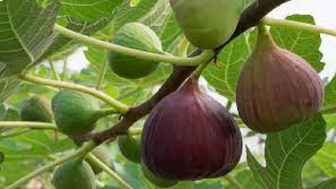 Figs Benefits: ನಿತ್ಯ ನಿಮ್ಮ ಆಹಾರದಲ್ಲಿ ಅಂಜೂರವನ್ನು ಸೇರಿಸಿ, ಅದ್ಭುತ ಆರೋಗ್ಯ ಪ್ರಯೋಜನಗಳನ್ನು ಪಡೆಯಿರಿ