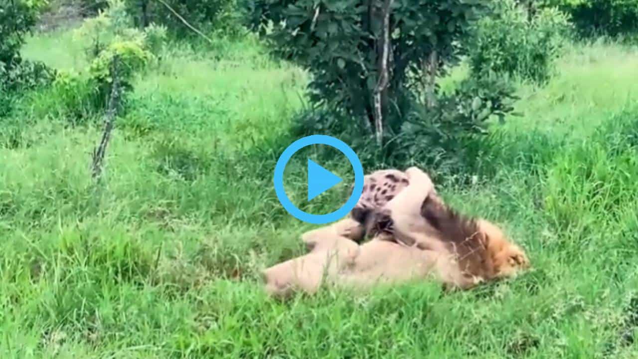 Viral Video: ನೀನಾ-ನಾನಾ ನೋಡೇ ಬಿಡೋಣ; ಸಿಂಹ ಮತ್ತು ಕತ್ತೆಕಿರುಬ ಕಾಳಗದಲ್ಲಿ ಗೆದ್ದಿದ್ದು ಯಾರು ಗೊತ್ತಾ? Viral Video: ನೀನಾ-ನಾನಾ ನೋಡೇ ಬಿಡೋಣ; ಸಿಂಹ ಮತ್ತು ಕತ್ತೆಕಿರುಬ ಕಾಳಗದಲ್ಲಿ ಗೆದ್ದಿದ್ದು ಯಾರು ಗೊತ್ತಾ?