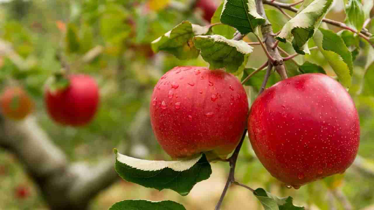 National Apple Day 2022: ಇಂದು ರಾಷ್ಟ್ರೀಯ ಸೇಬು ದಿನ; ನೀವು ತಿಳಿದಿರದ ಸಂಗತಿಗಳು ಇಲ್ಲಿವೆ