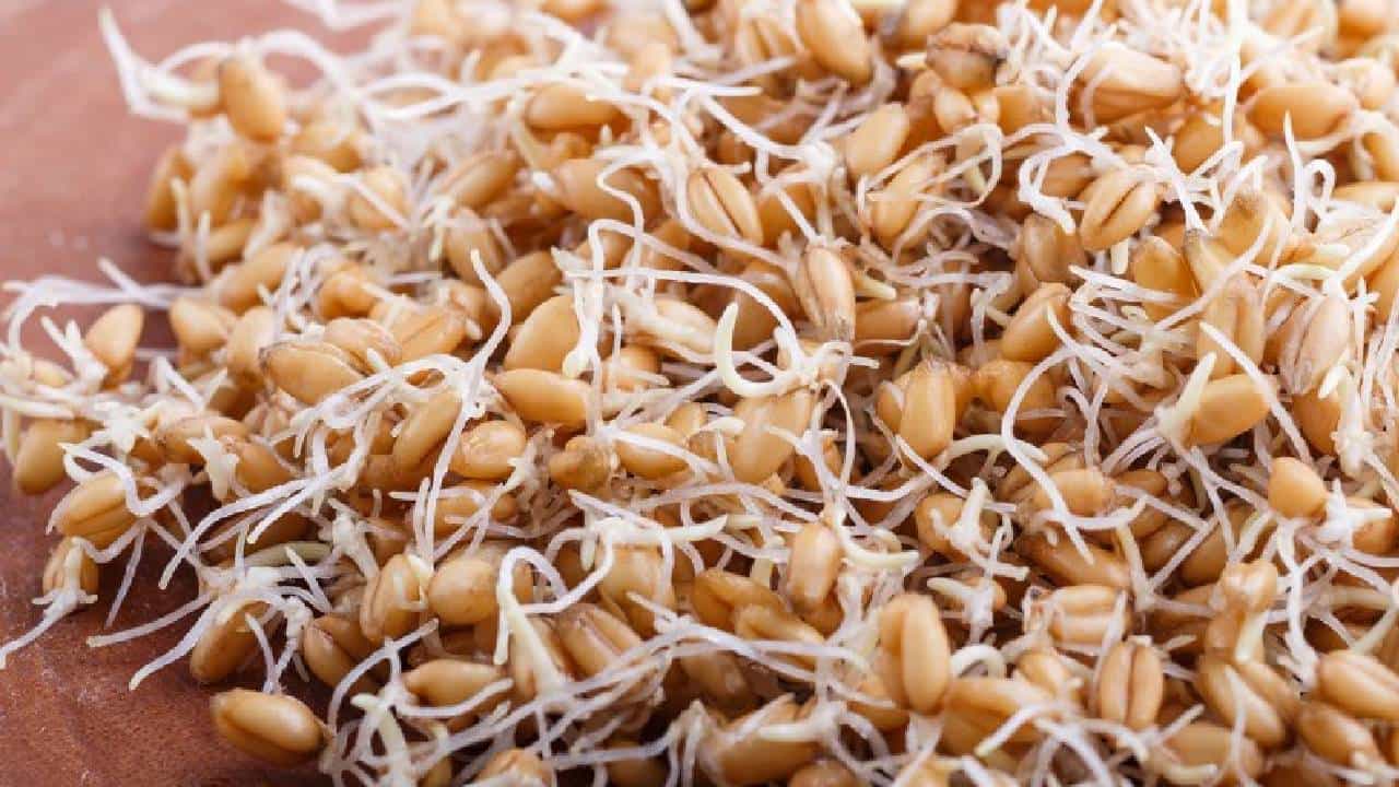 Wheat: ಮೊಳಕೆಯೊಡೆದಿರುವ ಗೋಧಿಯನ್ನು ತಿನ್ನುವುದರಿಂದ ಏನೇನು ಪ್ರಯೋಜನಗಳಿವೆ ಗೊತ್ತೇ? Wheat: ಮೊಳಕೆಯೊಡೆದಿರುವ ಗೋಧಿಯನ್ನು ತಿನ್ನುವುದರಿಂದ ಏನೇನು ಪ್ರಯೋಜನಗಳಿವೆ ಗೊತ್ತೇ?