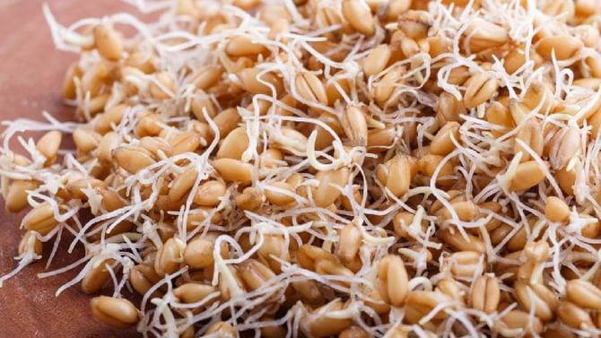 Wheat: ಮೊಳಕೆಯೊಡೆದಿರುವ ಗೋಧಿಯನ್ನು ತಿನ್ನುವುದರಿಂದ ಏನೇನು ಪ್ರಯೋಜನಗಳಿವೆ ಗೊತ್ತೇ? Wheat: ಮೊಳಕೆಯೊಡೆದಿರುವ ಗೋಧಿಯನ್ನು ತಿನ್ನುವುದರಿಂದ ಏನೇನು ಪ್ರಯೋಜನಗಳಿವೆ ಗೊತ್ತೇ?