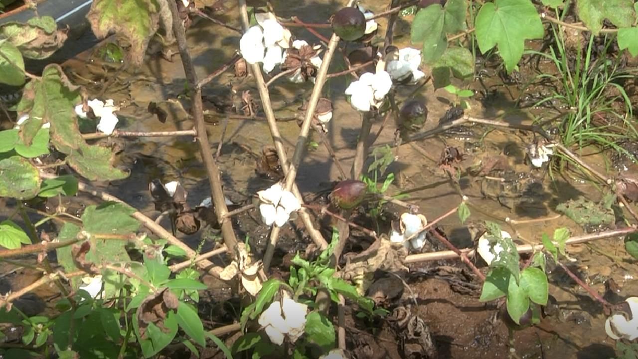 ಬಂಪರ್ ಬೆಲೆ ಇದ್ದಾಗಲೇ ಮಳೆಗೆ ಬಿಳಿ ಬಂಗಾರ ನಾಶ; ರೈತ ಕಂಗಾಲು