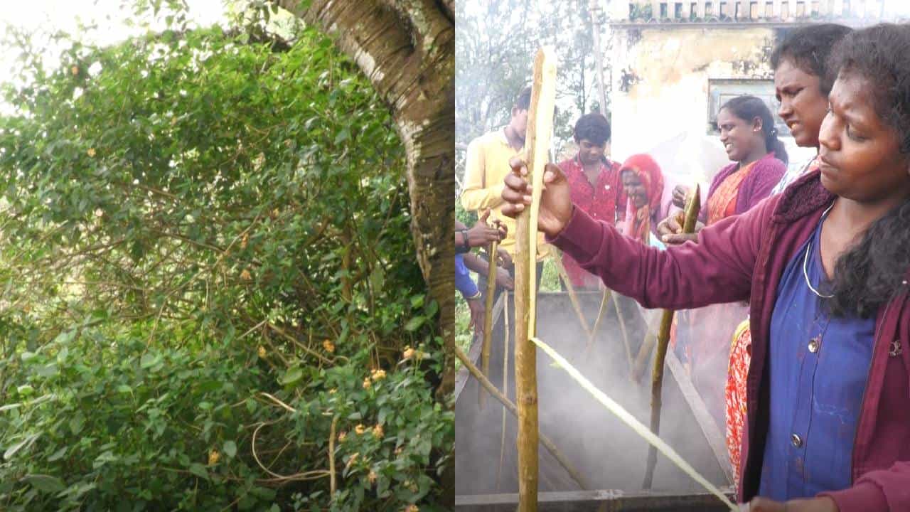 ಪರಿಸರಕ್ಕೆ ಮಾರಕ ಎಂಬ ಹಣೆಪಟ್ಟಿ ಕಟ್ಟಿಕೊಂಡಿದ್ದ ಈ ಗಿಡದ ನಾಶಕ್ಕೆ ಸ್ವಯಂ ಉದ್ಯೋಗದ ಬೆಸುಗೆ ಪರಿಸರಕ್ಕೆ ಮಾರಕ ಎಂಬ ಹಣೆಪಟ್ಟಿ ಕಟ್ಟಿಕೊಂಡಿದ್ದ ಈ ಗಿಡದ ನಾಶಕ್ಕೆ ಸ್ವಯಂ ಉದ್ಯೋಗದ ಬೆಸುಗೆ