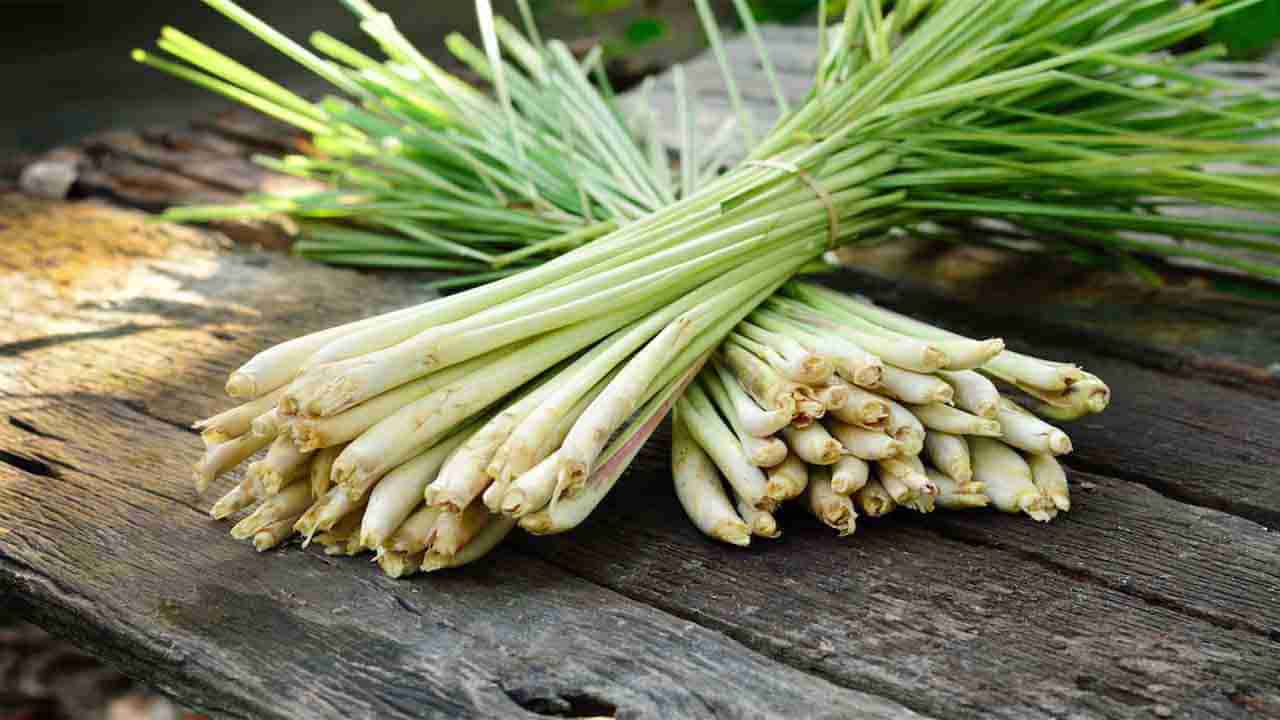 Lemon Grass: ನೀವು ಬಹುಬೇಗ ತೂಕ ಇಳಿಸಲು ಸಹಾಯ ಮಾಡುತ್ತೆ ಈ ಹುಲ್ಲು, ಇತರೆ ಪ್ರಯೋಜನಗಳನ್ನು ತಿಳಿಯಿರಿ