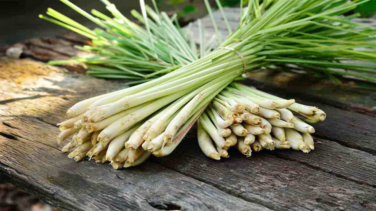Lemon Grass: ನೀವು ಬಹುಬೇಗ ತೂಕ ಇಳಿಸಲು ಸಹಾಯ ಮಾಡುತ್ತೆ ಈ ಹುಲ್ಲು, ಇತರೆ ಪ್ರಯೋಜನಗಳನ್ನು ತಿಳಿಯಿರಿ Lemon Grass: ನೀವು ಬಹುಬೇಗ ತೂಕ ಇಳಿಸಲು ಸಹಾಯ ಮಾಡುತ್ತೆ ಈ ಹುಲ್ಲು, ಇತರೆ ಪ್ರಯೋಜನಗಳನ್ನು ತಿಳಿಯಿರಿ