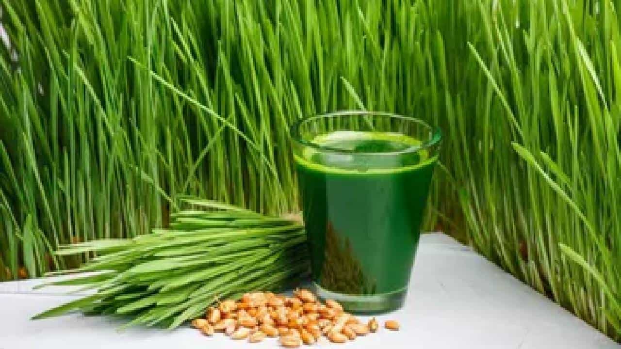 Wheat Grass: ಗೋಧಿ ಹುಲ್ಲು ಬಳಸಿ, ಕೊಲೆಸ್ಟ್ರಾಲ್ ಸೇರಿದಂತೆ ಇತರೆ ಸಮಸ್ಯೆಗಳಿಗೆ ಗುಡ್ಬೈ ಹೇಳಿ Wheat Grass: ಗೋಧಿ ಹುಲ್ಲು ಬಳಸಿ, ಕೊಲೆಸ್ಟ್ರಾಲ್ ಸೇರಿದಂತೆ ಇತರೆ ಸಮಸ್ಯೆಗಳಿಗೆ ಗುಡ್ಬೈ ಹೇಳಿ
