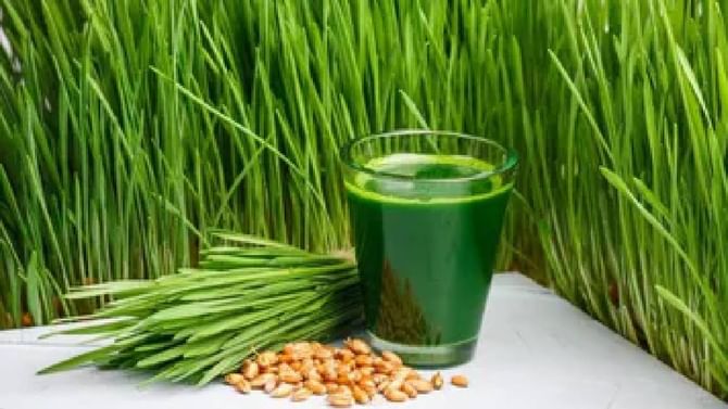 Wheat Grass: ಗೋಧಿ ಹುಲ್ಲು ಬಳಸಿ, ಕೊಲೆಸ್ಟ್ರಾಲ್ ಸೇರಿದಂತೆ ಇತರೆ ಸಮಸ್ಯೆಗಳಿಗೆ ಗುಡ್ಬೈ ಹೇಳಿ Wheat Grass: ಗೋಧಿ ಹುಲ್ಲು ಬಳಸಿ, ಕೊಲೆಸ್ಟ್ರಾಲ್ ಸೇರಿದಂತೆ ಇತರೆ ಸಮಸ್ಯೆಗಳಿಗೆ ಗುಡ್ಬೈ ಹೇಳಿ