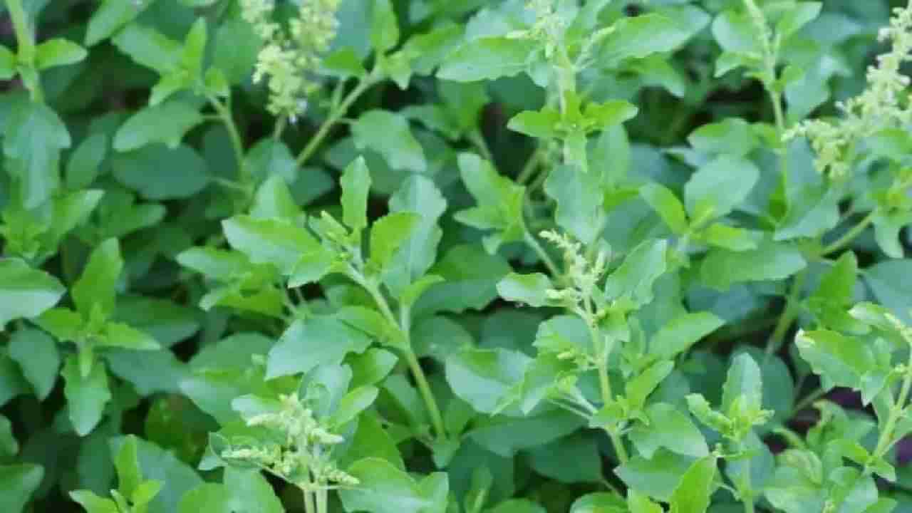 Tulsi Benefits: ಪ್ರತಿದಿನ ಖಾಲಿ ಹೊಟ್ಟೆಯಲ್ಲಿ 4 ತುಳಸಿ ಎಲೆಗಳನ್ನು ತಿನ್ನುವುದರಿಂದ ಏನೇನು ಪ್ರಯೋಜನಗಳಿವೆ ಗೊತ್ತೇ?