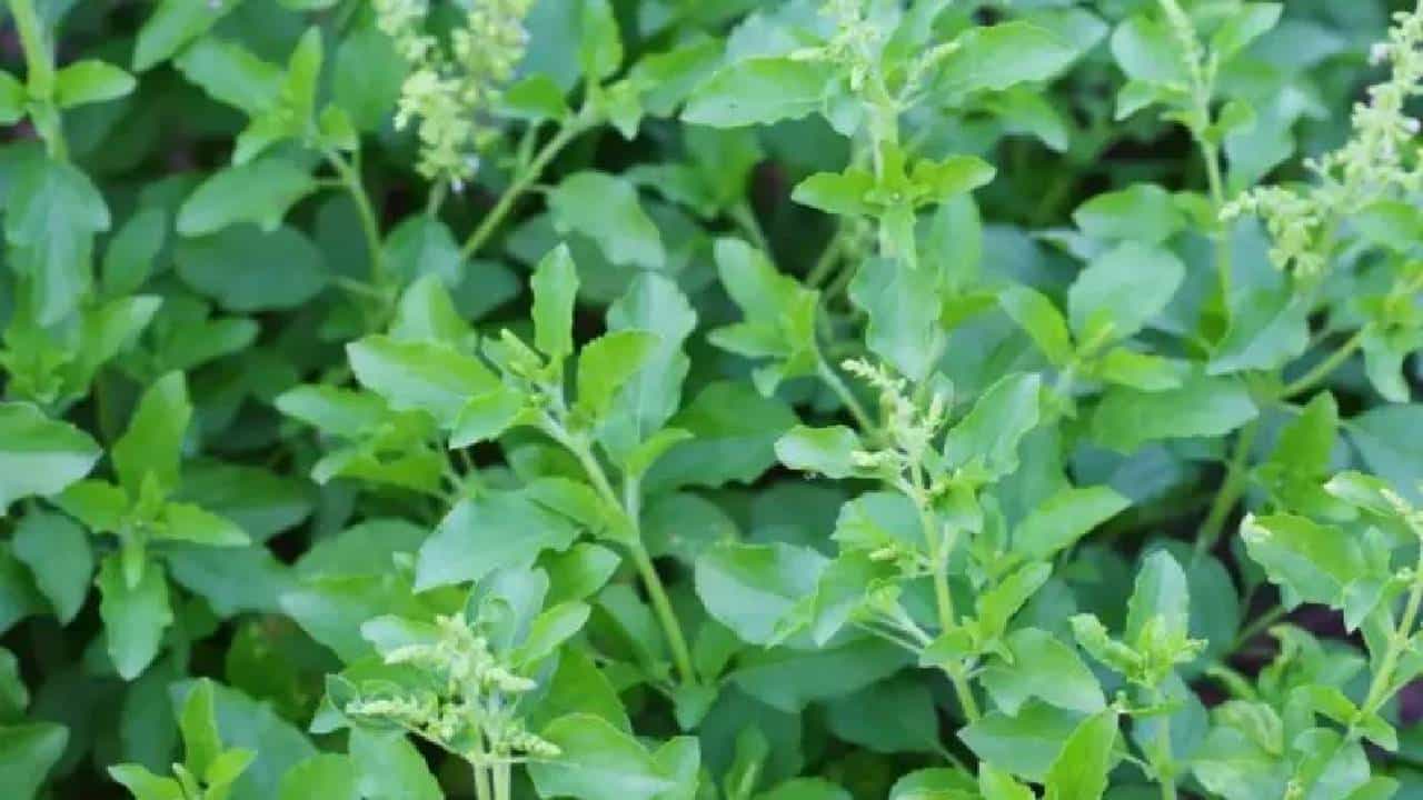 Tulsi Benefits: ಪ್ರತಿದಿನ ಖಾಲಿ ಹೊಟ್ಟೆಯಲ್ಲಿ 4 ತುಳಸಿ ಎಲೆಗಳನ್ನು ತಿನ್ನುವುದರಿಂದ ಏನೇನು ಪ್ರಯೋಜನಗಳಿವೆ ಗೊತ್ತೇ? Tulsi Benefits: ಪ್ರತಿದಿನ ಖಾಲಿ ಹೊಟ್ಟೆಯಲ್ಲಿ 4 ತುಳಸಿ ಎಲೆಗಳನ್ನು ತಿನ್ನುವುದರಿಂದ ಏನೇನು ಪ್ರಯೋಜನಗಳಿವೆ ಗೊತ್ತೇ?