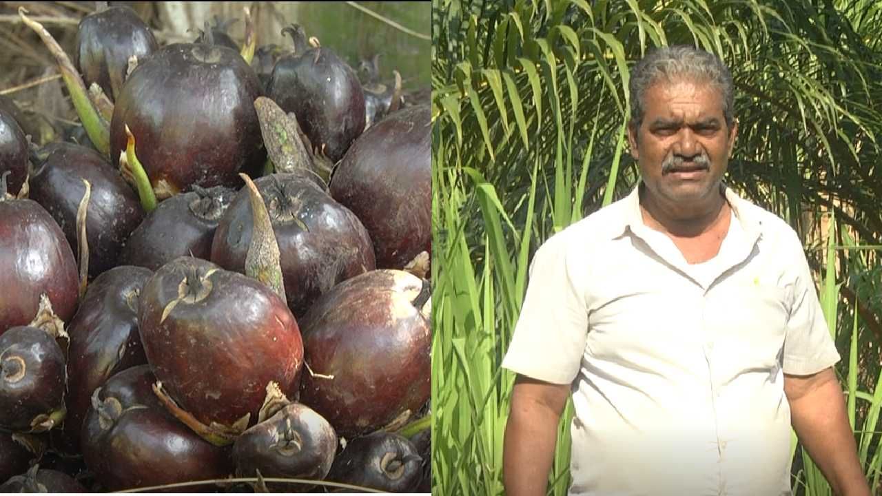 ತಾಳೆ ಬೆಳೆದು ತಿಂಗಳಿಗೆ ಸಾವಿರಾರು ರೂಪಾಯಿ ಆದಾಯ ಗಳಿಸುತ್ತಿರುವ ರೈತ