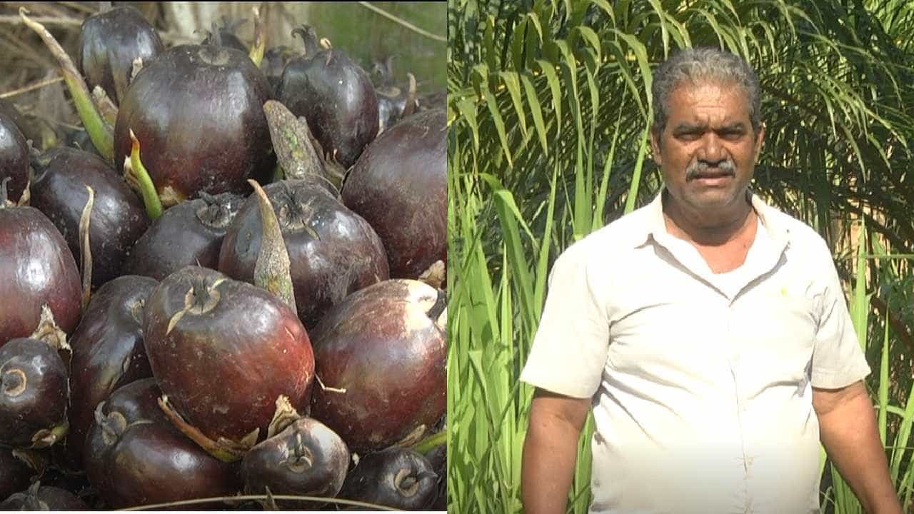 ತಾಳೆ ಬೆಳೆದು ತಿಂಗಳಿಗೆ ಸಾವಿರಾರು ರೂಪಾಯಿ ಆದಾಯ ಗಳಿಸುತ್ತಿರುವ ರೈತ ತಾಳೆ ಬೆಳೆದು ತಿಂಗಳಿಗೆ ಸಾವಿರಾರು ರೂಪಾಯಿ ಆದಾಯ ಗಳಿಸುತ್ತಿರುವ ರೈತ