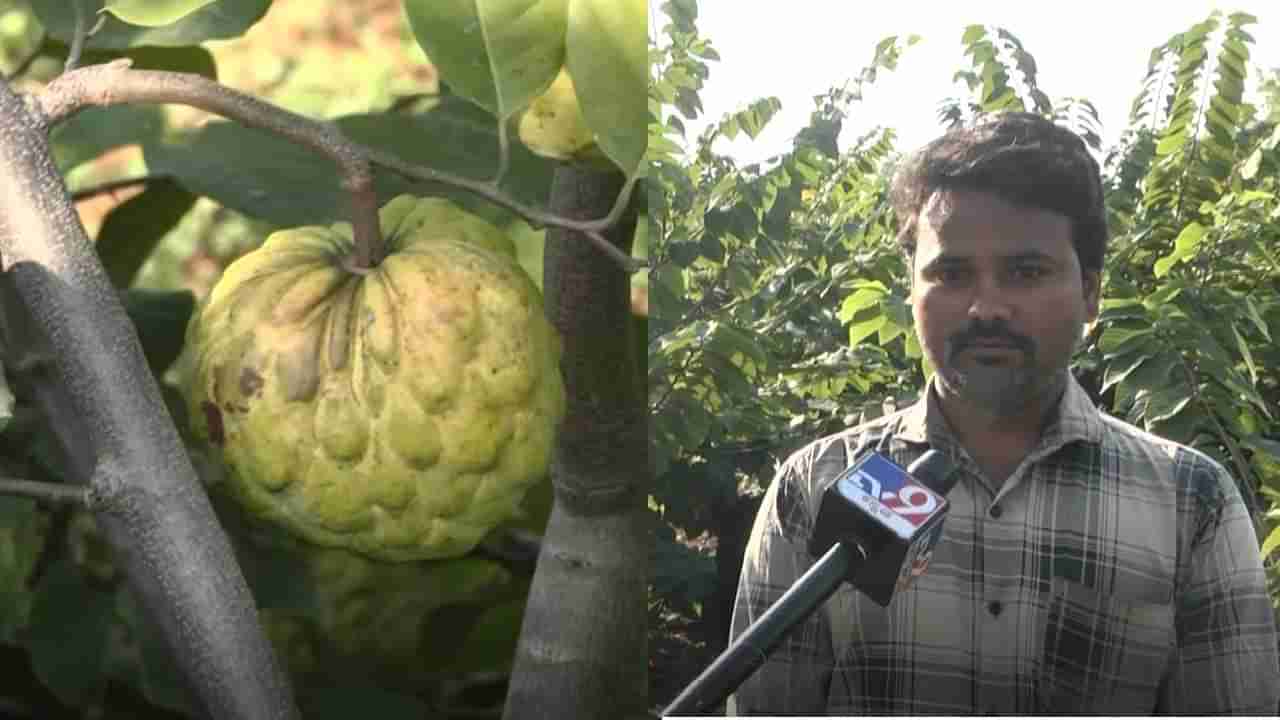 ಸೀತಾಫಲ ಬೆಳೆ ಬೆಳೆದು ಭರ್ಜರಿ ಲಾಭ ಪಡೆಯುತ್ತಿರುವ ಇಂಜಿನಿಯರ್ ಪದವೀಧರ