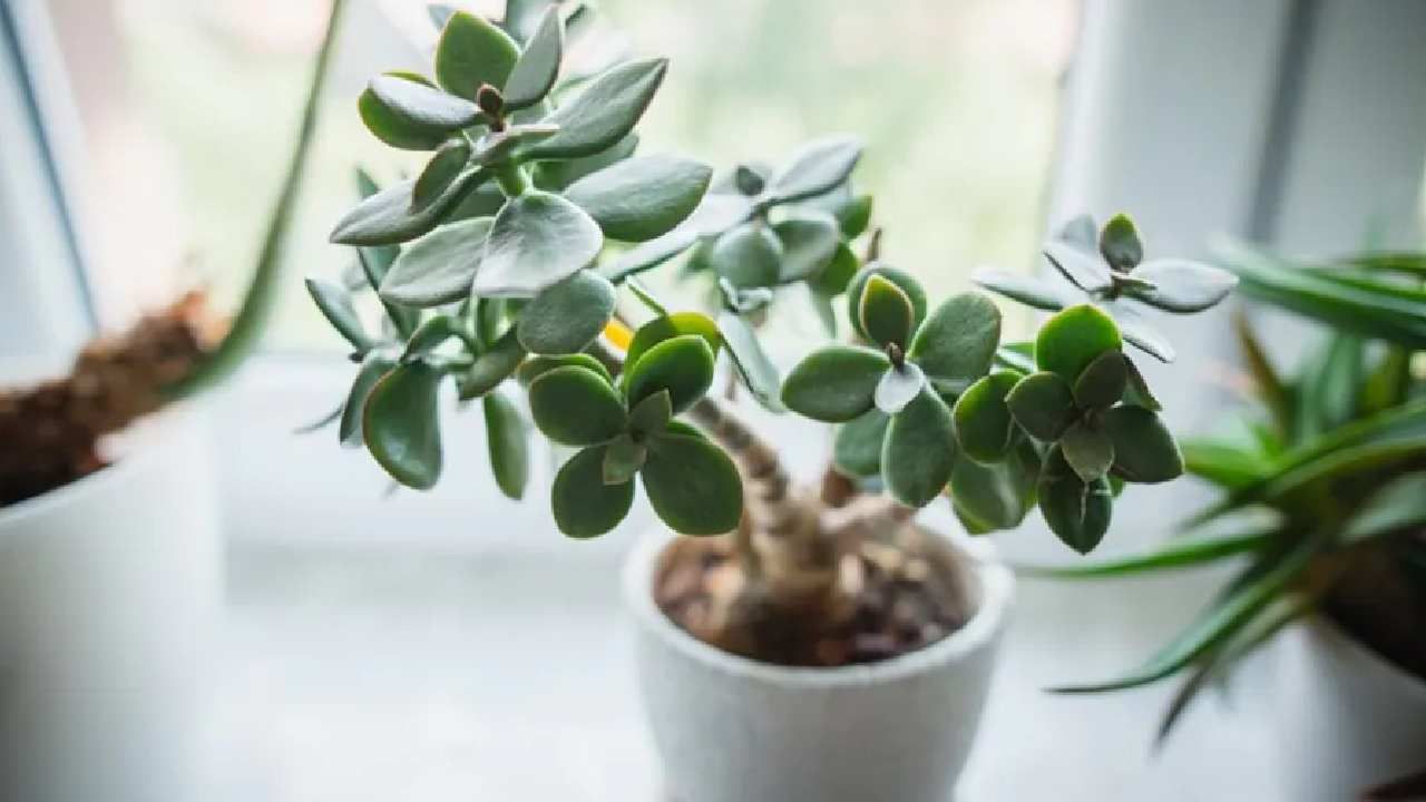 Vastu for plants: ಕ್ರಾಸ್ಸುಲಾ ಸಸ್ಯದ ಹೆಸರು ಕೇಳಿದ್ದೀರಾ? ಈ ಸಸ್ಯ ಮನೆಯಲ್ಲಿದ್ದರೆ ನಿಮ್ಮ ಹಣಕ್ಕಿಲ್ಲ ಬರ! Vastu for plants: ಕ್ರಾಸ್ಸುಲಾ ಸಸ್ಯದ ಹೆಸರು ಕೇಳಿದ್ದೀರಾ? ಈ ಸಸ್ಯ ಮನೆಯಲ್ಲಿದ್ದರೆ ನಿಮ್ಮ ಹಣಕ್ಕಿಲ್ಲ ಬರ!