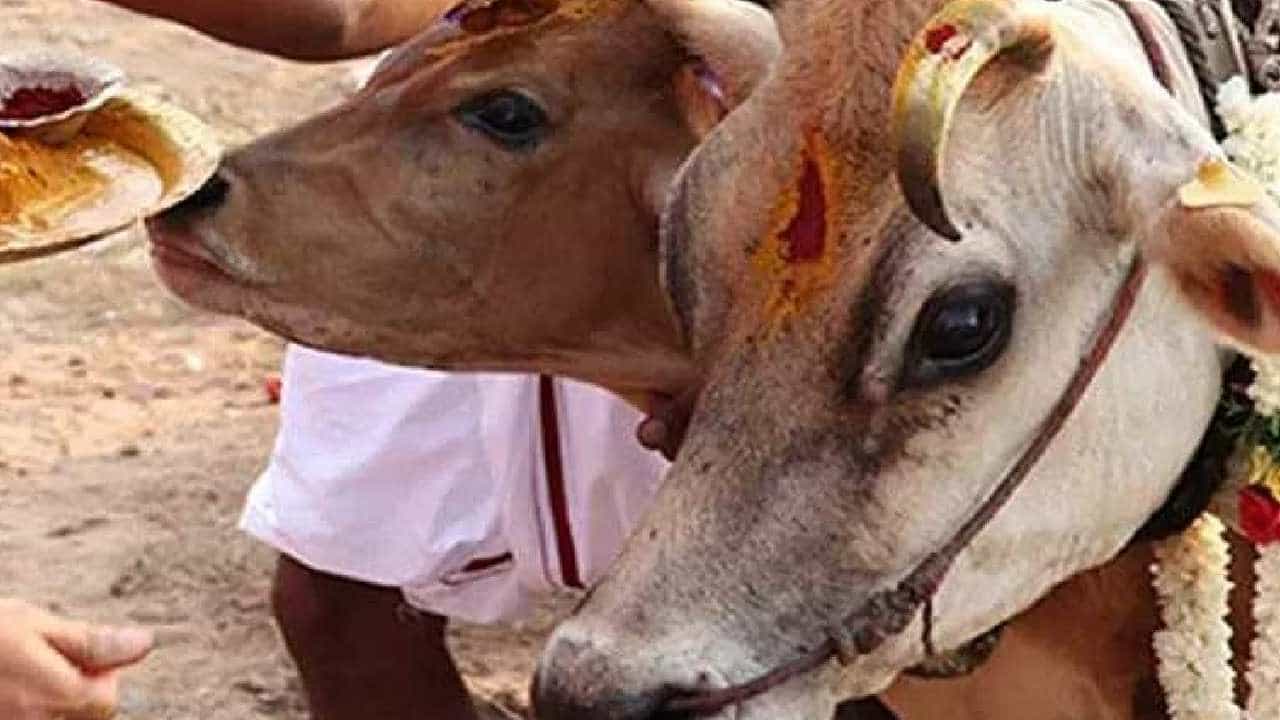 ಬಲಿಪಾಡ್ಯಮಿಯಂದು ಮುಜರಾಯಿ ದೇಗುಲಗಳಲ್ಲಿ ಗೋಪೂಜೆ: ಸಚಿವೆ ಶಶಿಕಲಾ ಜೊಲ್ಲೆ ಆದೇಶ ಬಲಿಪಾಡ್ಯಮಿಯಂದು ಮುಜರಾಯಿ ದೇಗುಲಗಳಲ್ಲಿ ಗೋಪೂಜೆ: ಸಚಿವೆ ಶಶಿಕಲಾ ಜೊಲ್ಲೆ ಆದೇಶ