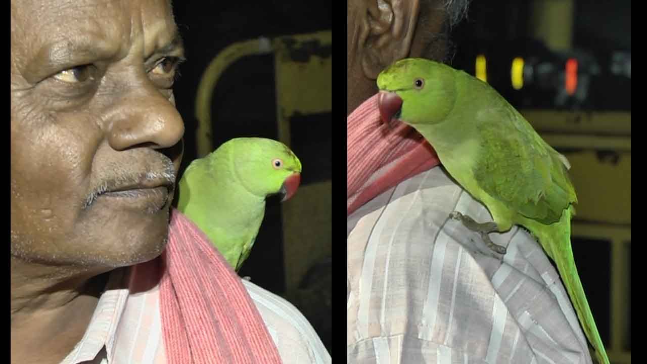 Parrot-in-Melukote