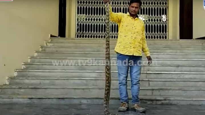 ಕಲಬುರಗಿಯ ಬುದ್ಧ ಮಂದಿರದಲ್ಲಿ 10-ಅಡಿ ಉದ್ದದ ಹೆಬ್ಬಾವು, ಉರಗ ತಜ್ಞರಿಂದ ರಕ್ಷಣೆ ಮತ್ತು ಕಾಡಿಗೆ ರವಾನೆ ಕಲಬುರಗಿಯ ಬುದ್ಧ ಮಂದಿರದಲ್ಲಿ 10-ಅಡಿ ಉದ್ದದ ಹೆಬ್ಬಾವು, ಉರಗ ತಜ್ಞರಿಂದ ರಕ್ಷಣೆ ಮತ್ತು ಕಾಡಿಗೆ ರವಾನೆ