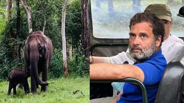 ಸಫಾರಿ ವೇಳೆ ಆನೆ ನರಳಾಟ ಕಂಡು ಮರುಗಿದ ರಾಹುಲ್ - ಸಿಎಂ ಬೊಮ್ಮಾಯಿಗೆ ಪತ್ರ